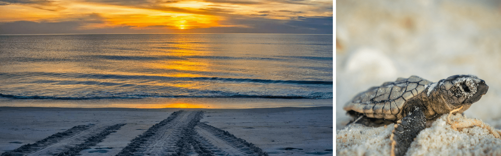 Sarasota Sea turtle hatchling and tracks in sand